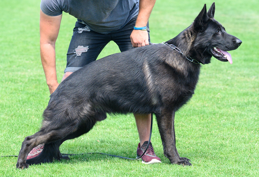 Best Dogs For Protection