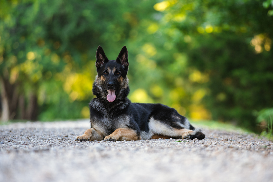 Best Dogs For Protection