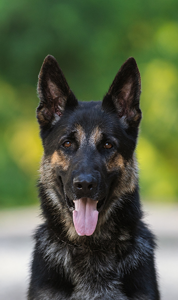 Best Dogs For Protection