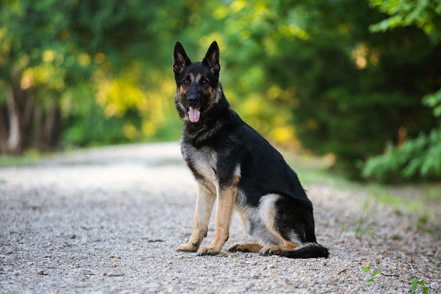 Best Dogs For Protection