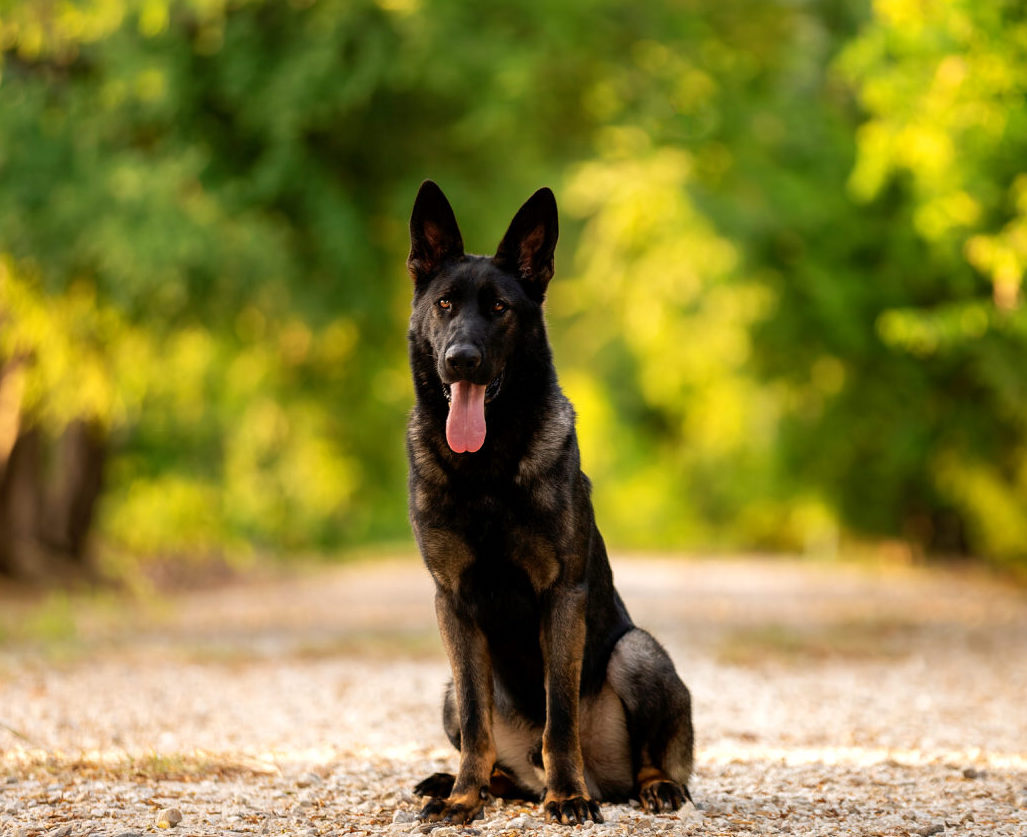 Best Dogs For Protection