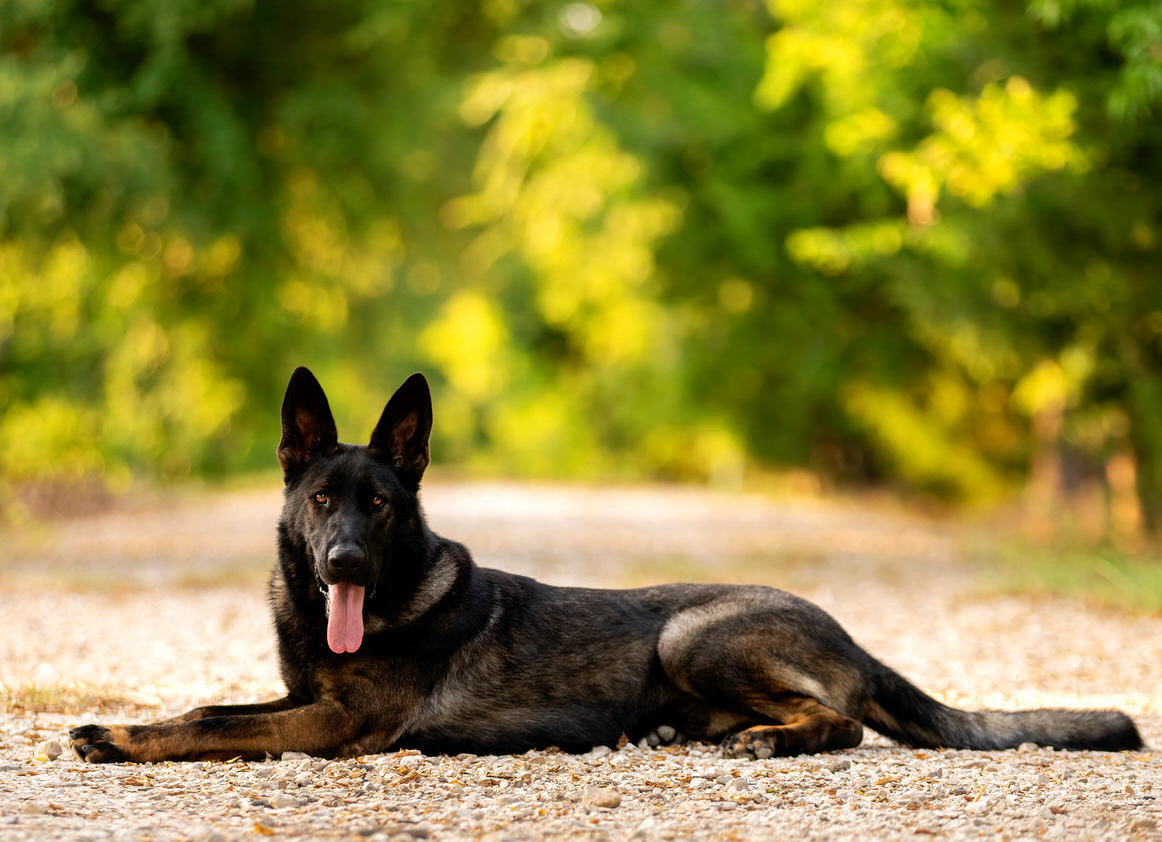 Best Dogs For Protection