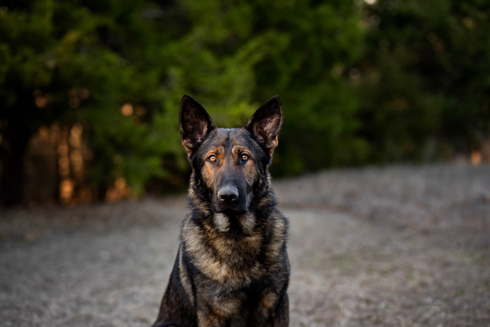 Best Dogs For Protection