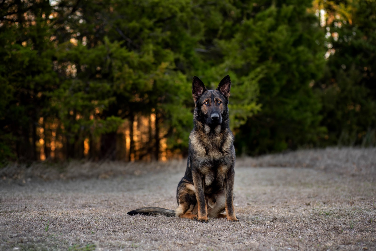 Best Dogs For Protection