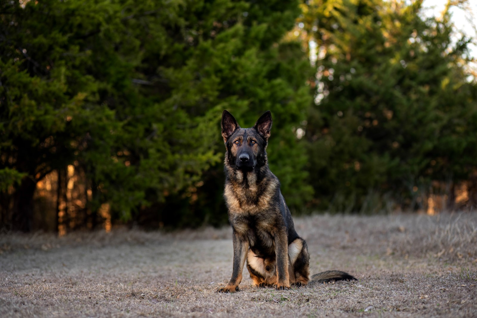 Best Dogs For Protection