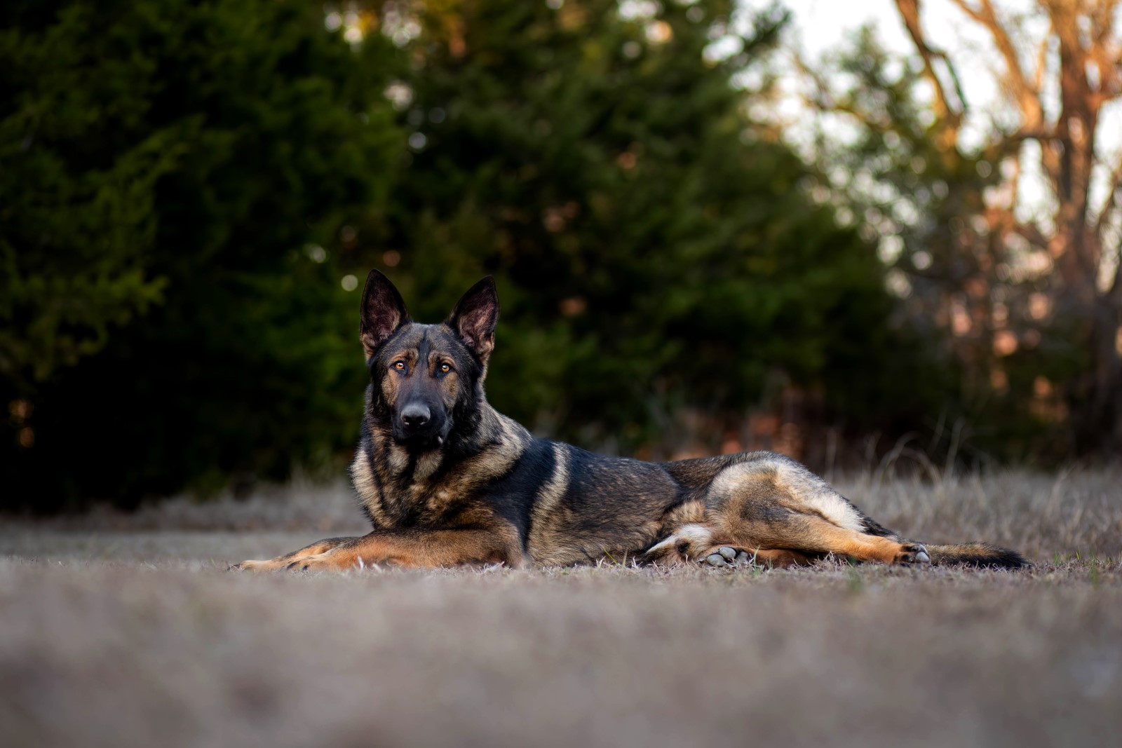 Best Dogs For Protection