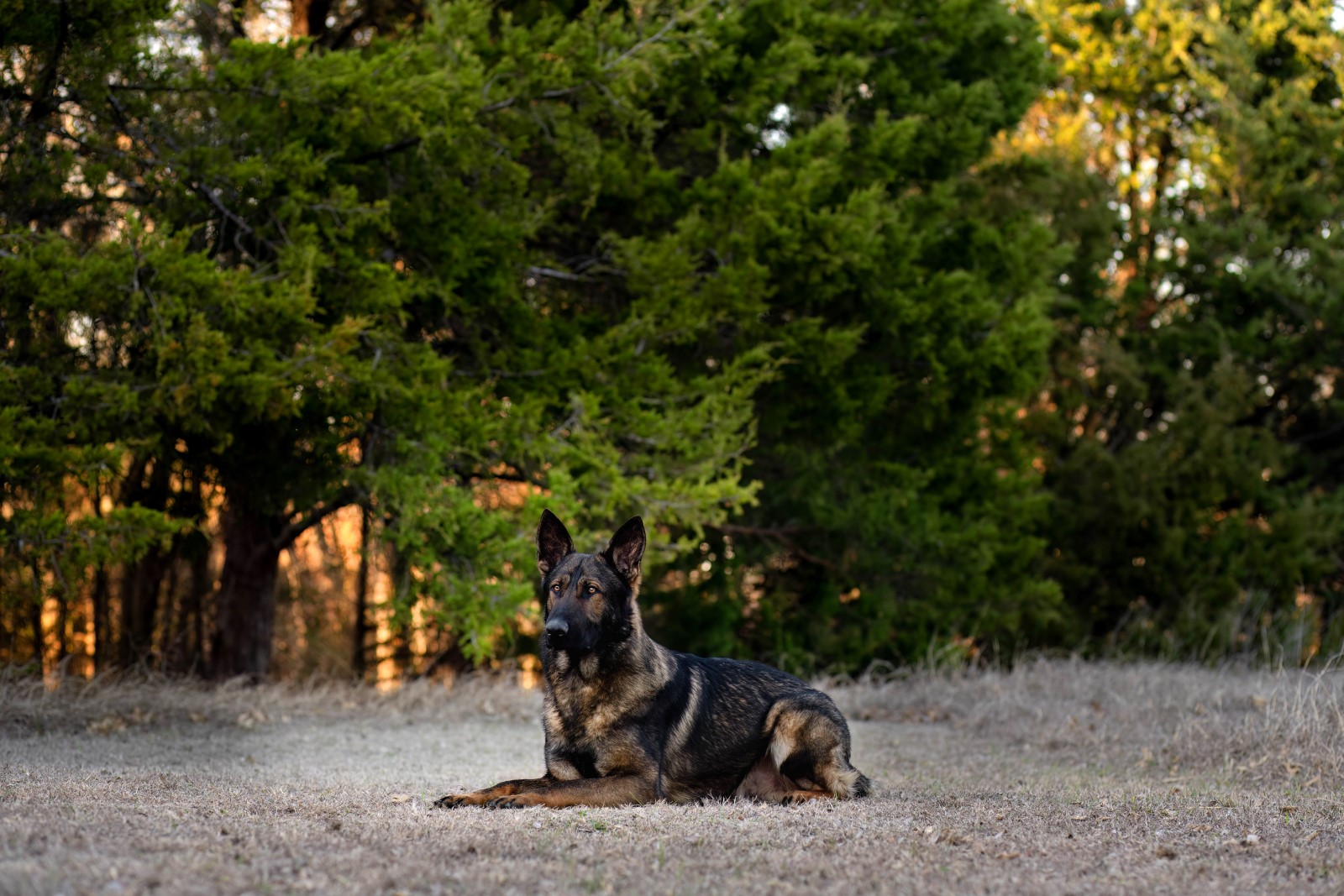 Best Dogs For Protection