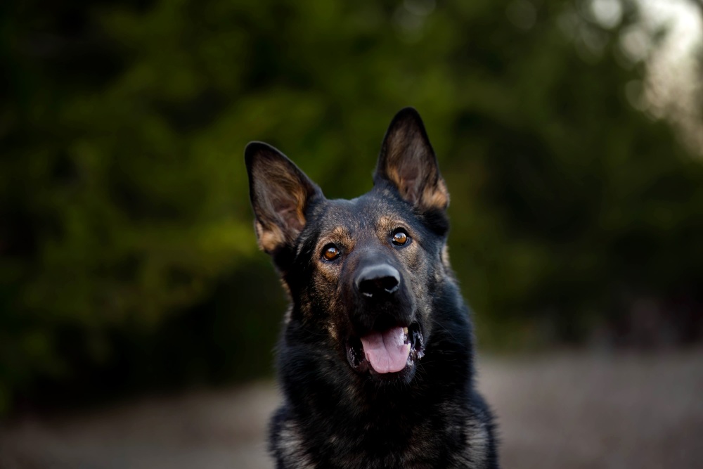 Best Dogs For Protection