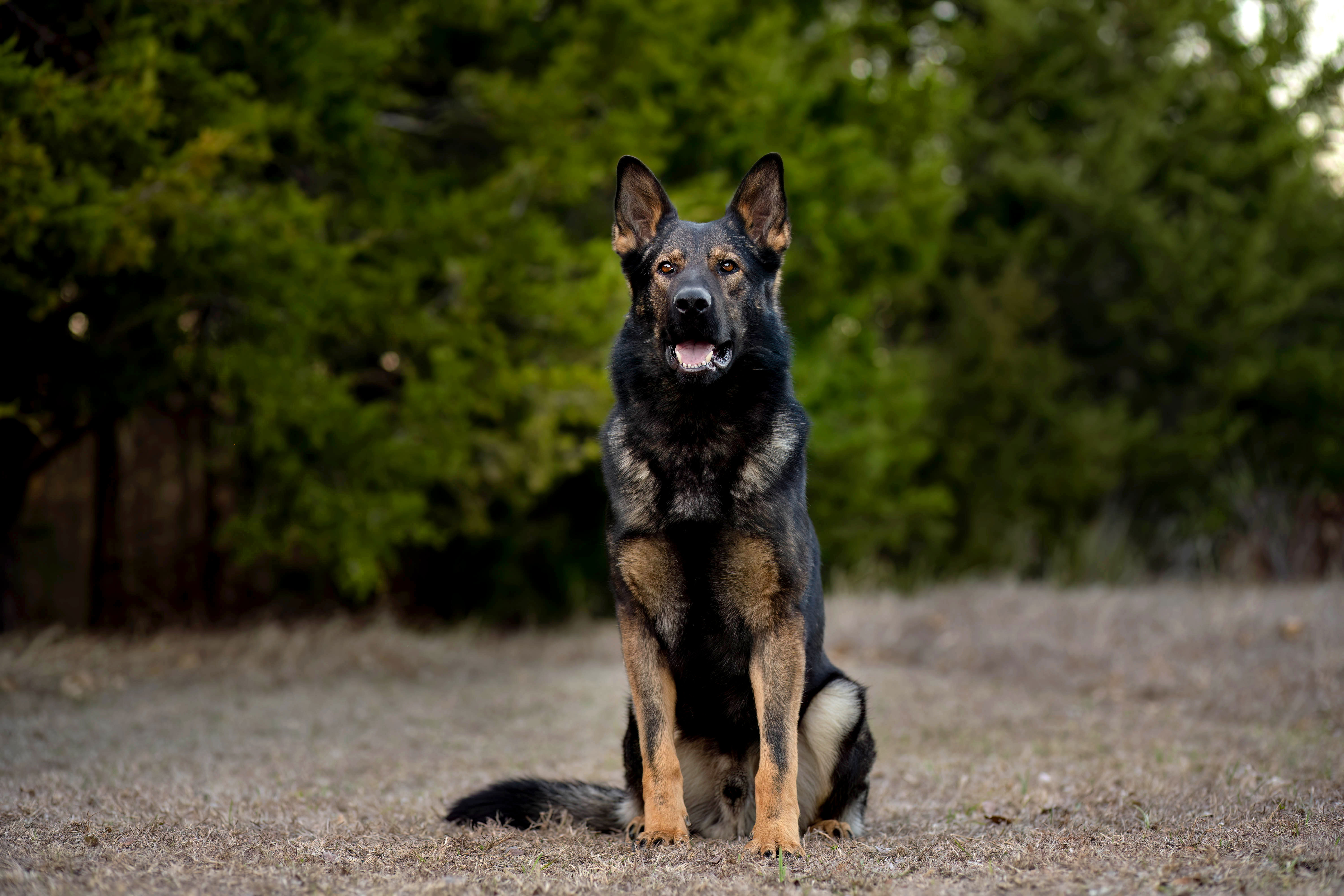 Best Dogs For Protection