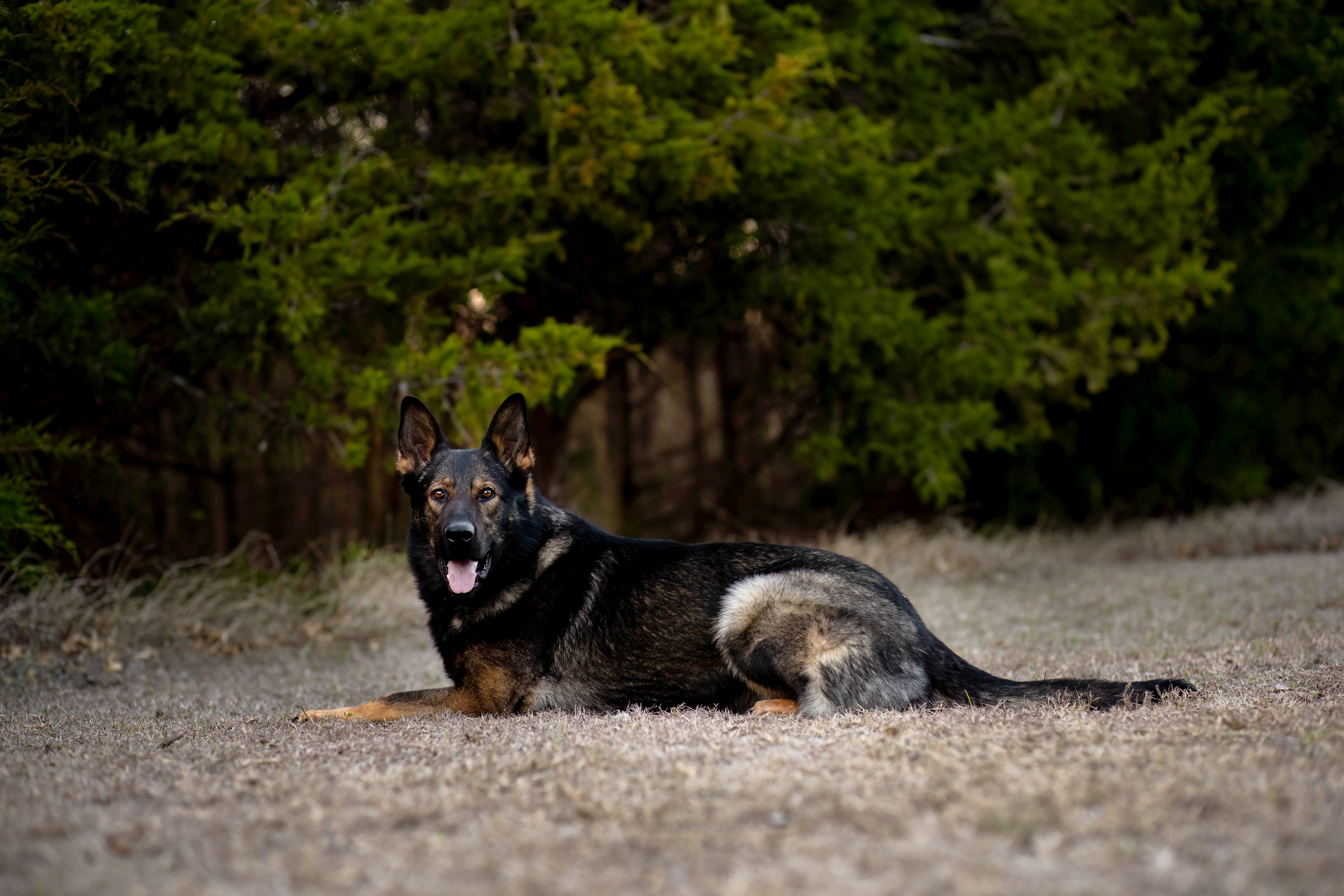 Best Dogs For Protection