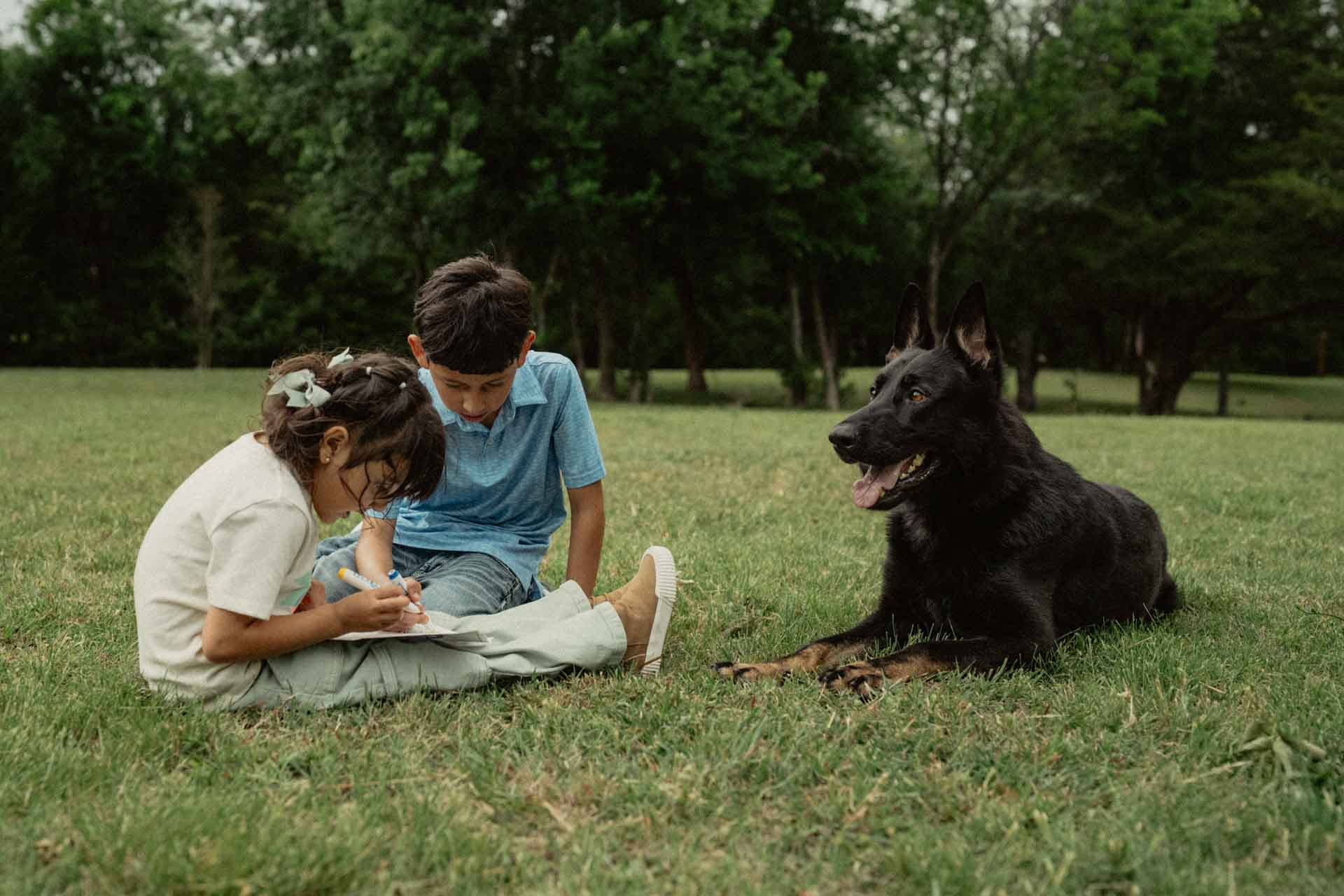 German Shepherd Protection Dog For Sale