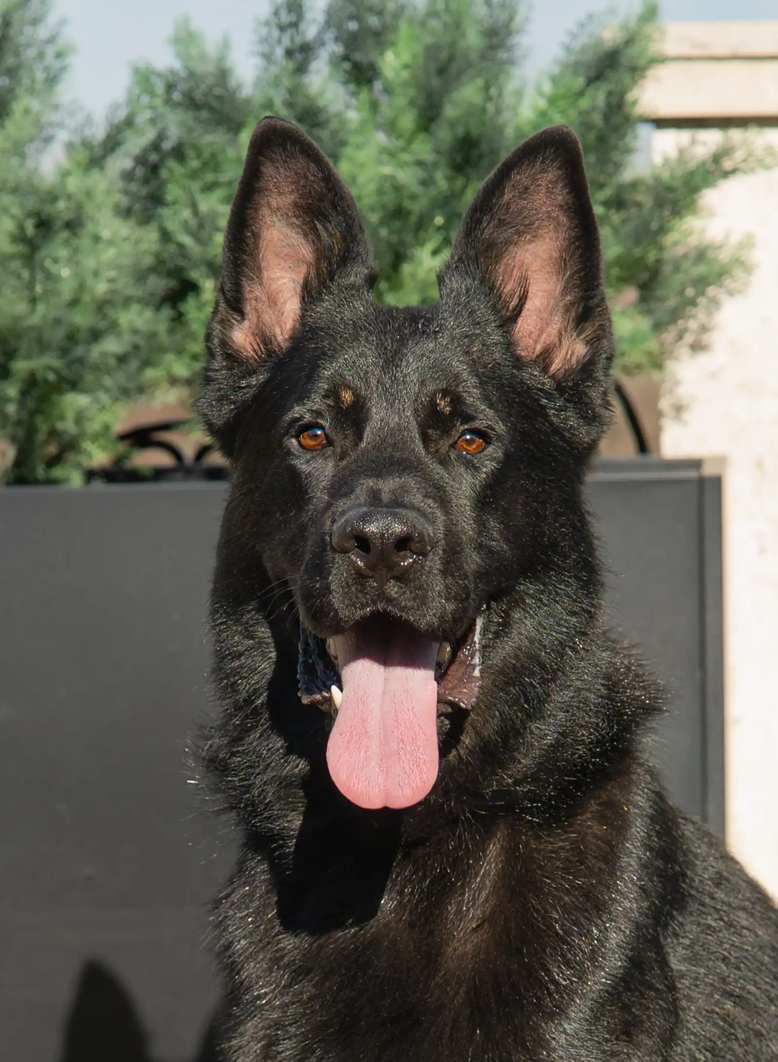 Protection Dogs by CPI - Mowgli - AVAILABLE