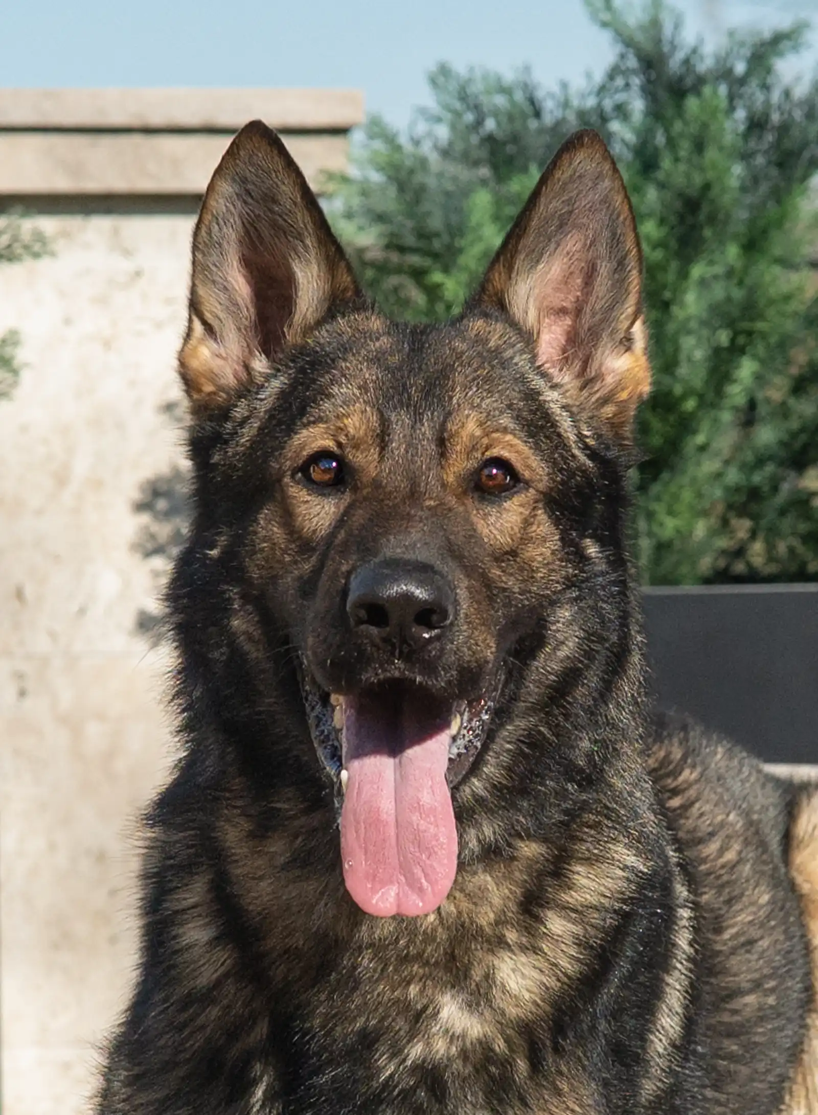 Protection Dogs by CPI - Bono - AVAILABLE