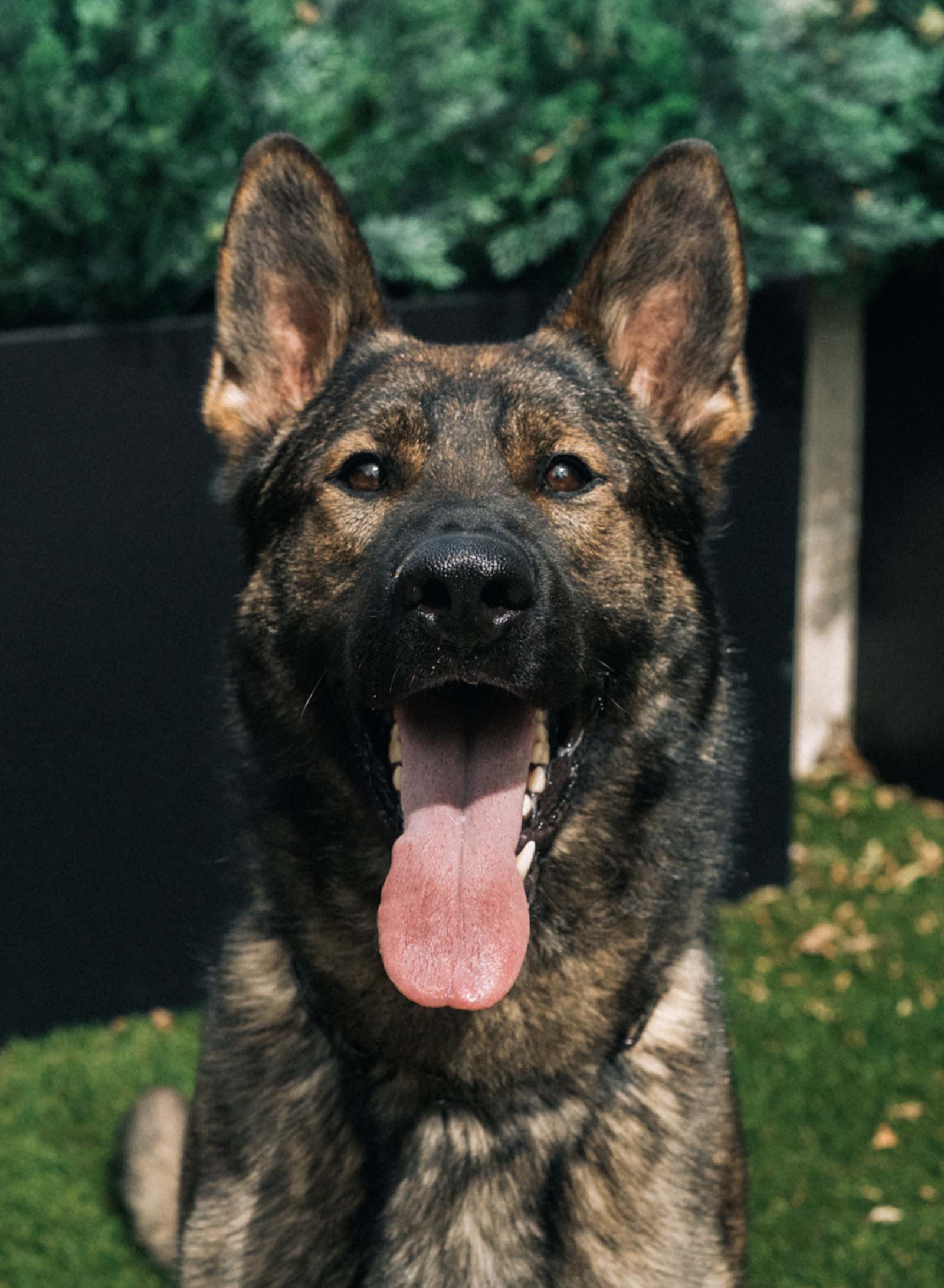 Protection Dogs by CPI - Baxxo - AVAILABLE