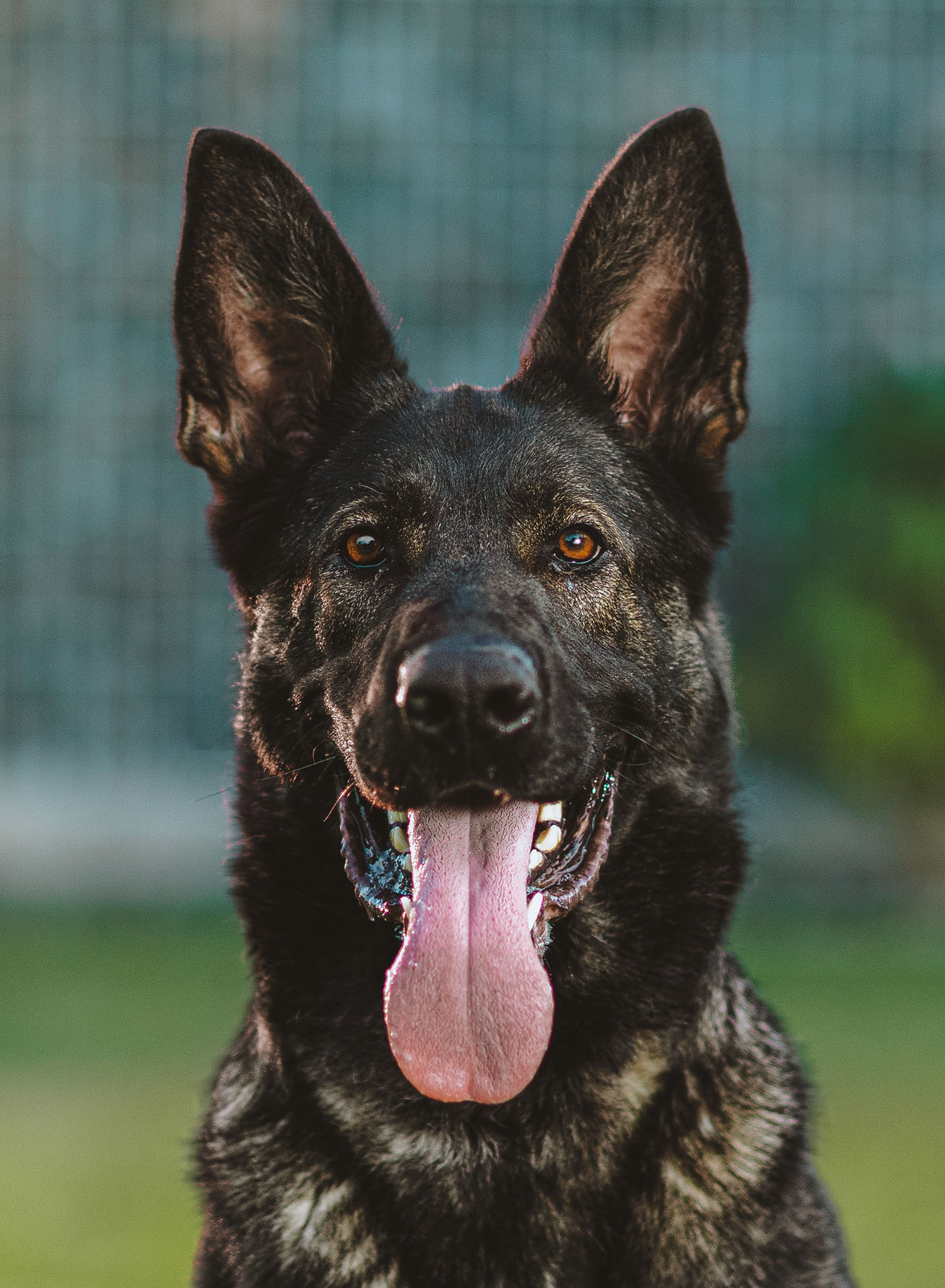 Sasha, a recently placed CPI family protection dog