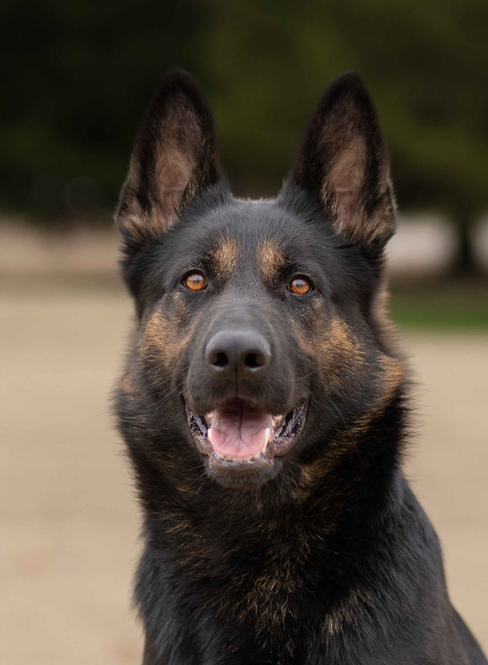 Annie, a recently placed CPI family protection dog