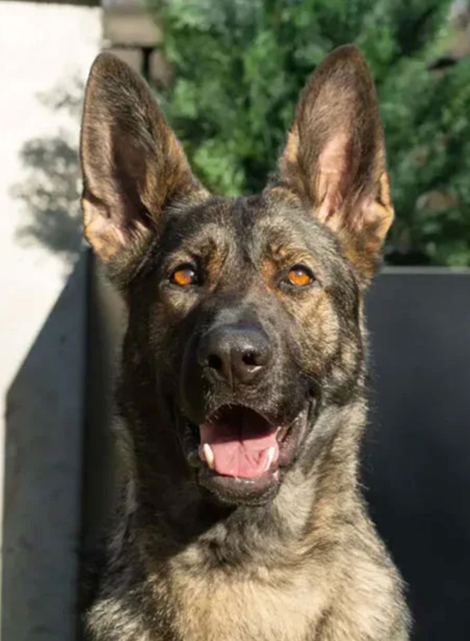 Zadie, a recently placed CPI family protection dog