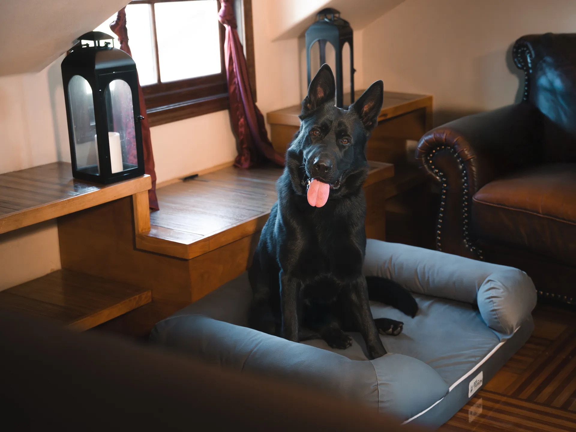 Can a Protection Dog Live with Other Dogs, Cats & Guests?