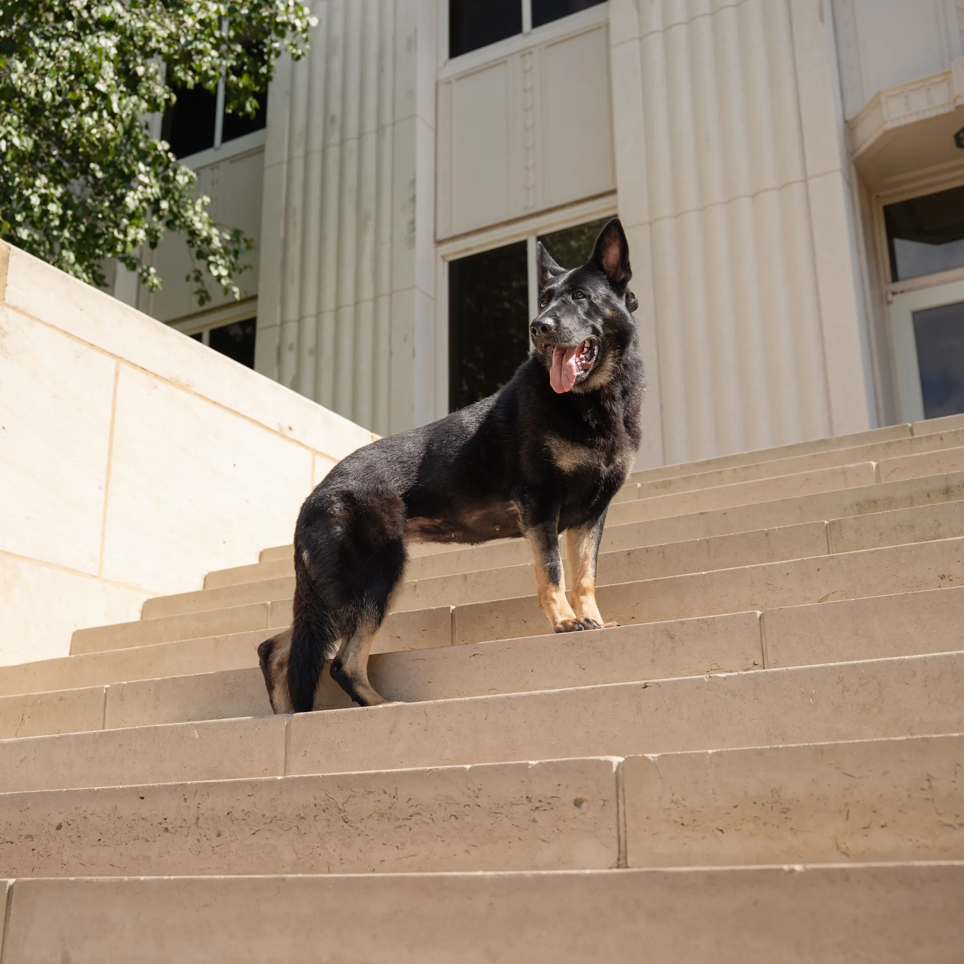 How to Evaluate a Protection Dog Training Video: Guide