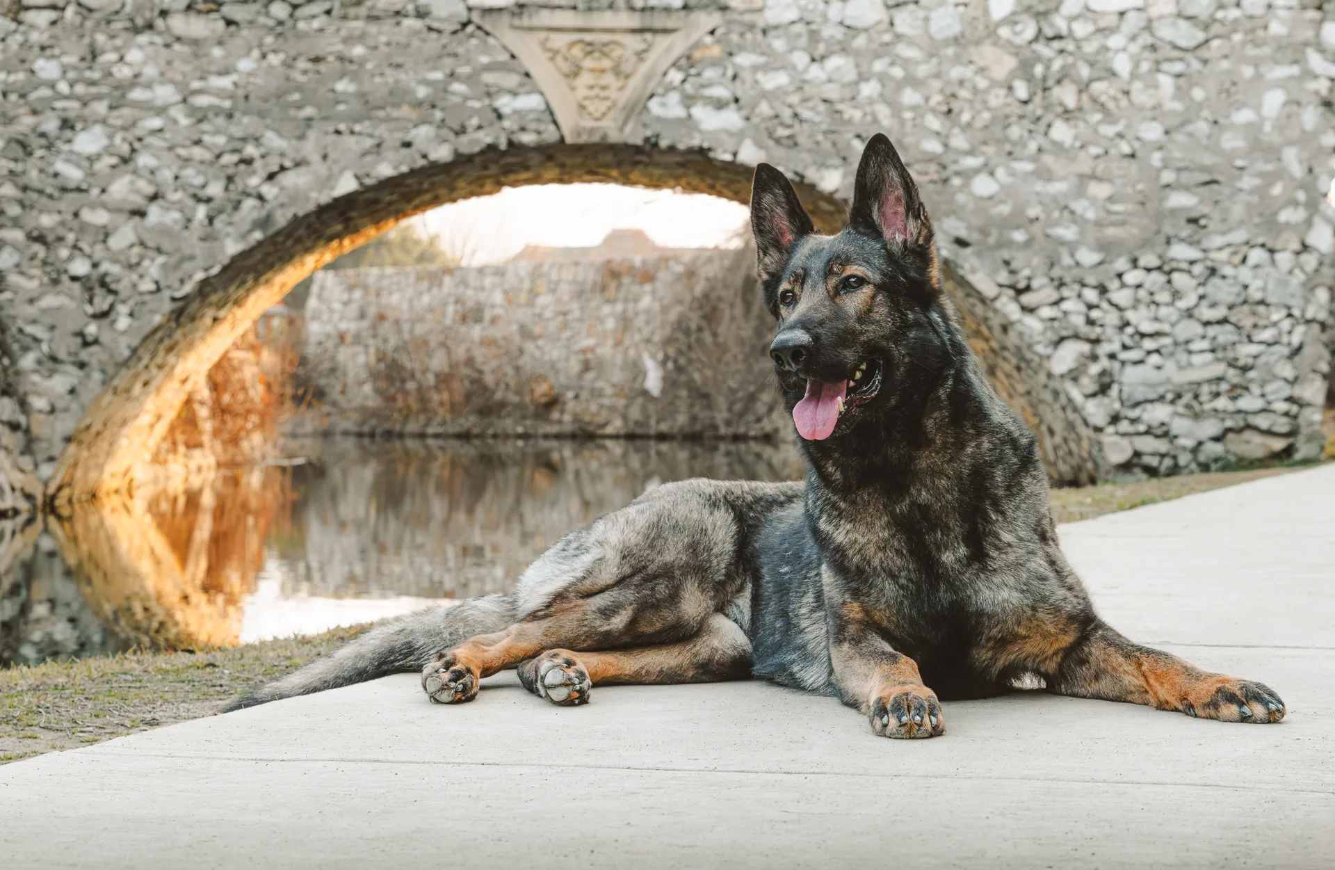 Protection Dog Delivery: What Happens & What to Expect