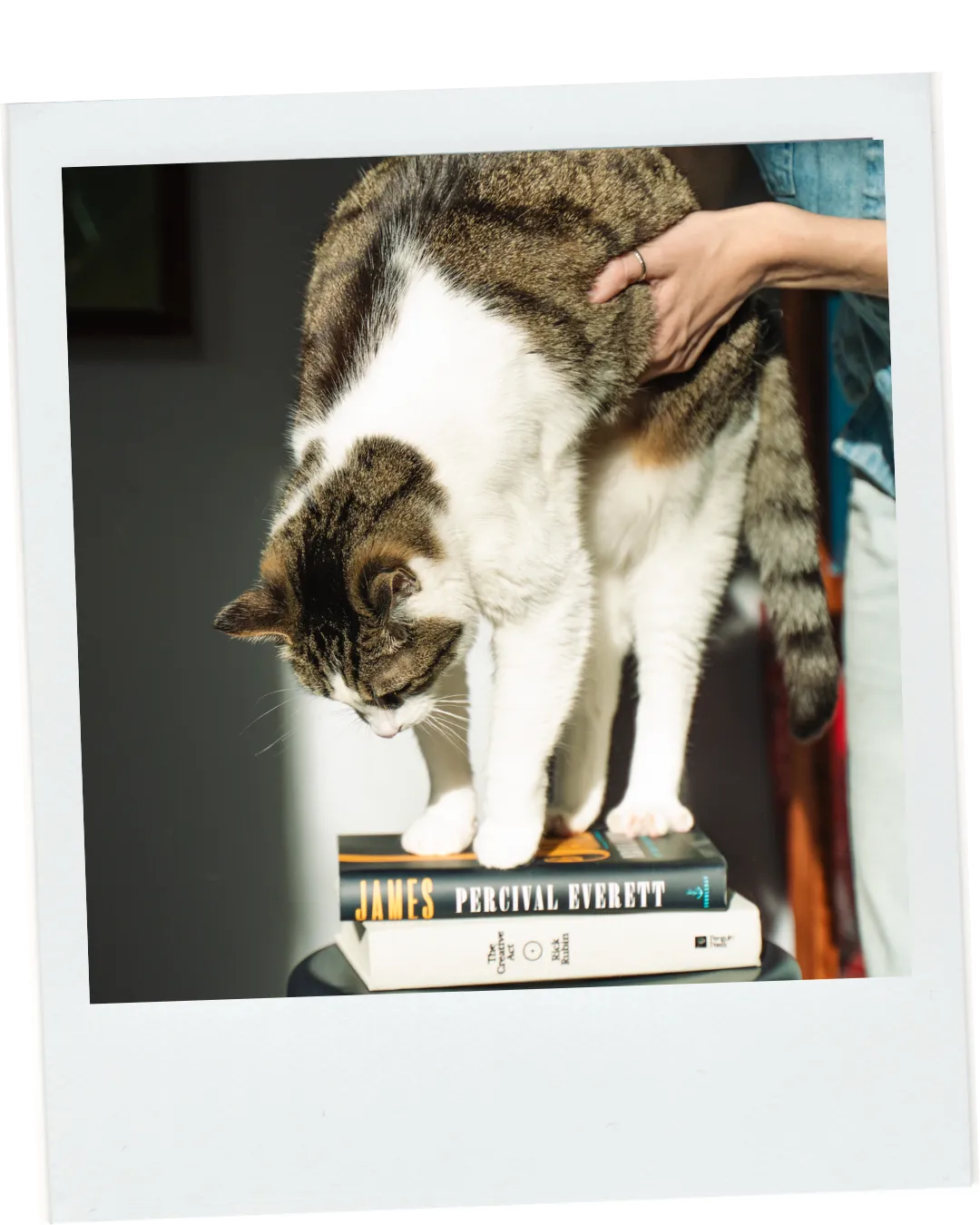 Beatrix the cat standing on a stack of books