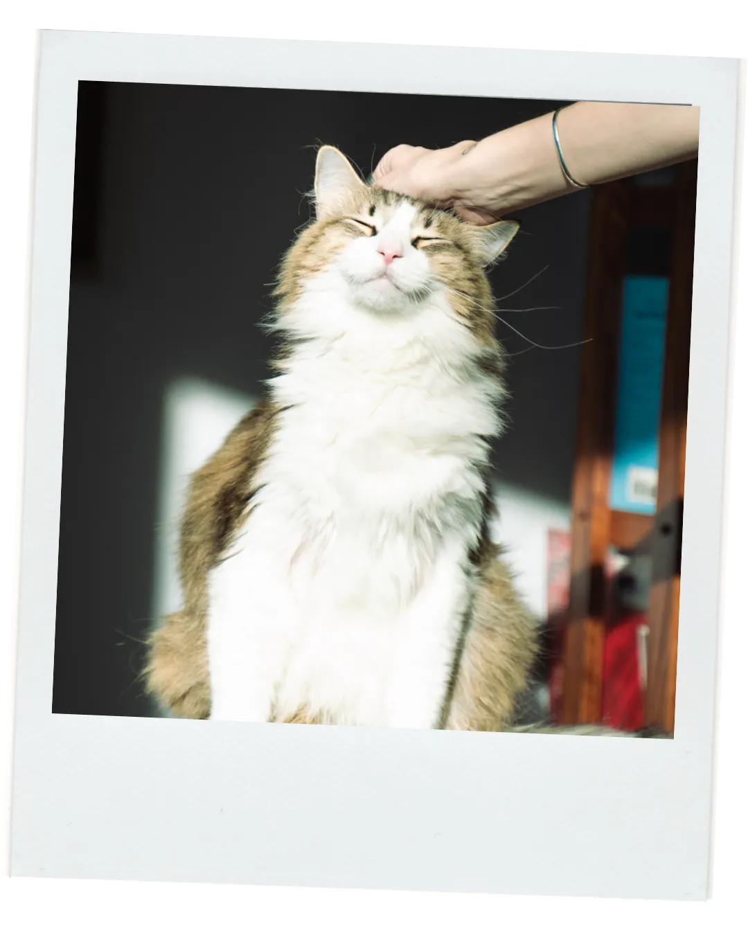 Misho the cat being scratched on the head