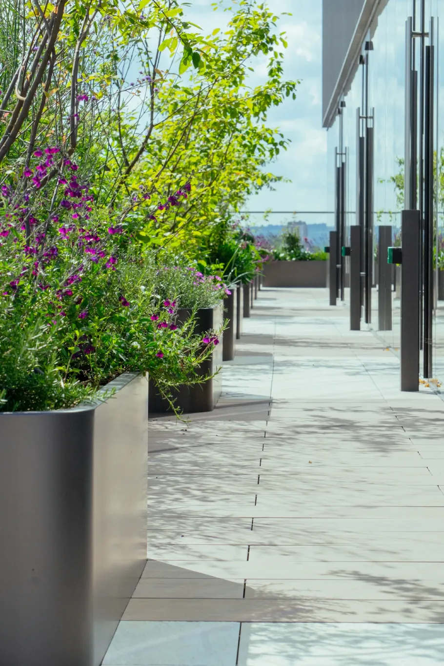 Outdoor walkway lined with rectangular planters holding green plants and purple flowers beside glass doors.