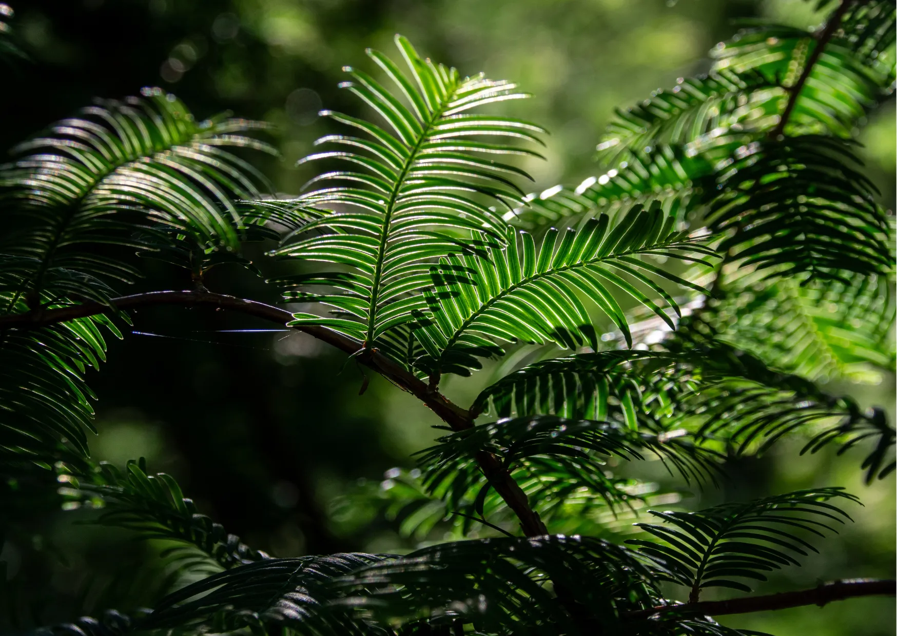 Fougères en contre-jour dans un sous-bois de Dordogne