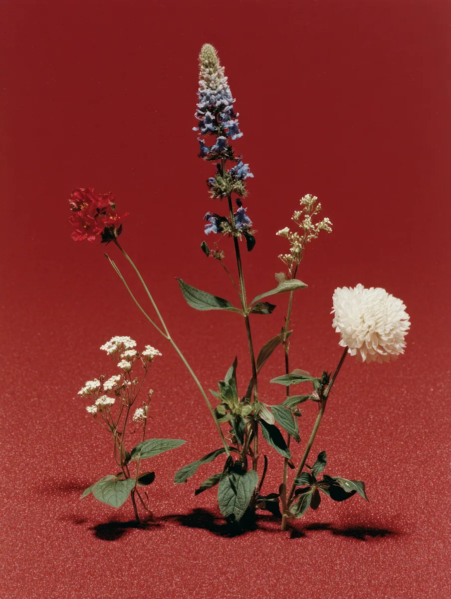 Five wildflowers with green leaves growing out of a textured red surface, including a tall purple flower, a white pompom-like flower, small white clusters, and a red flower.