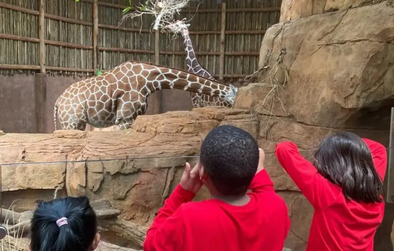 Black Bear Academy students watch a giraffe at the zoo