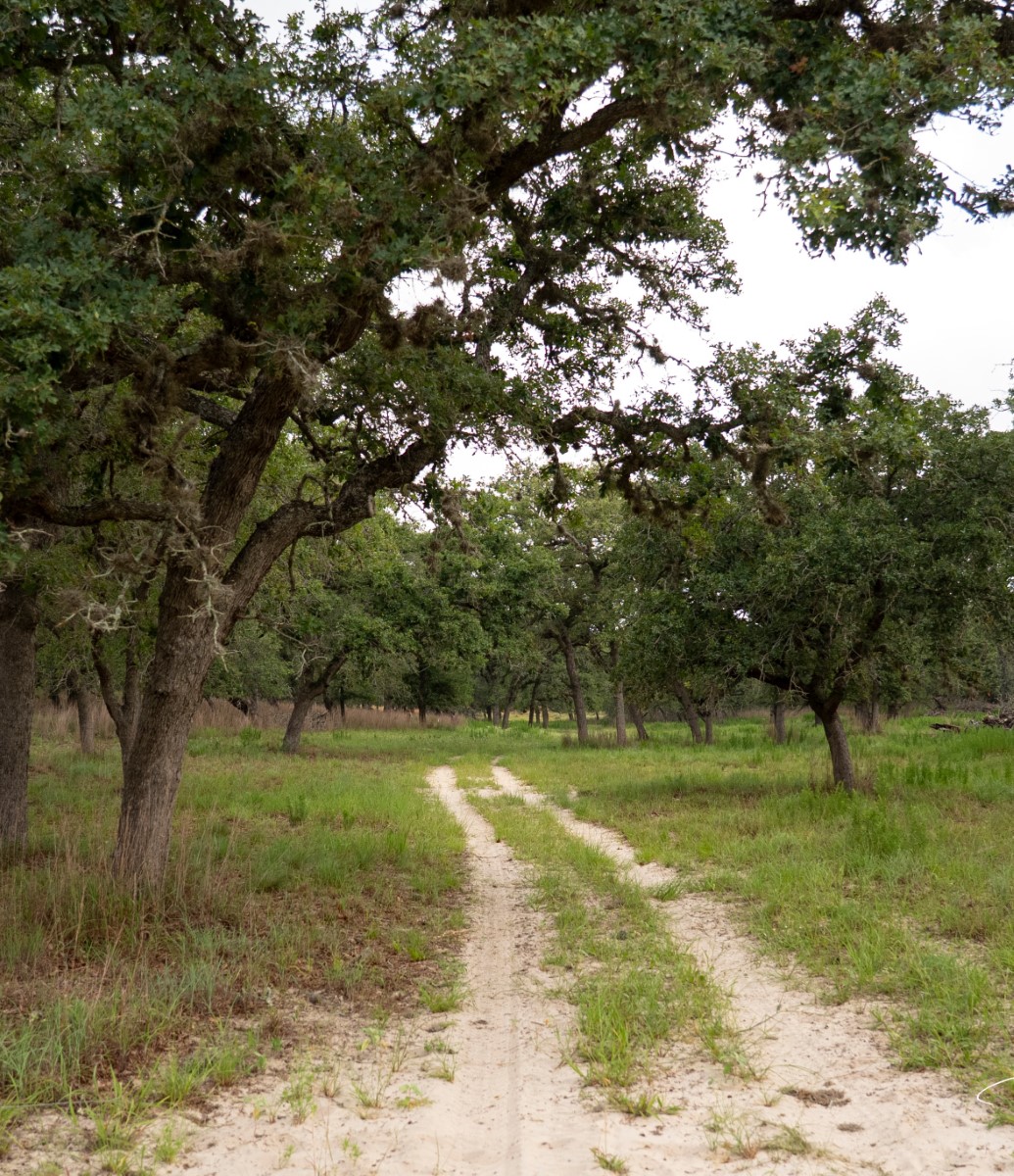 Dirt road running through a green field lined with tall oak trees