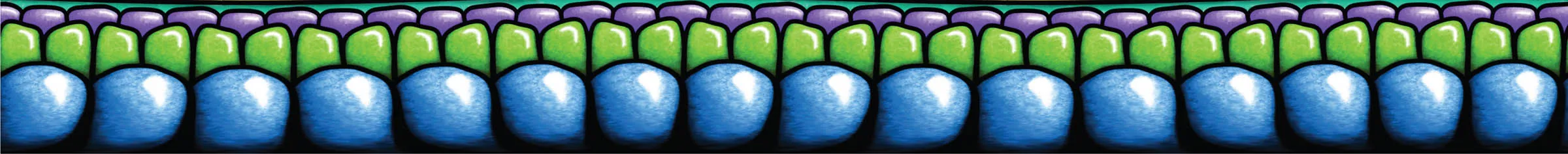 Emerald Dream inner border band variation.