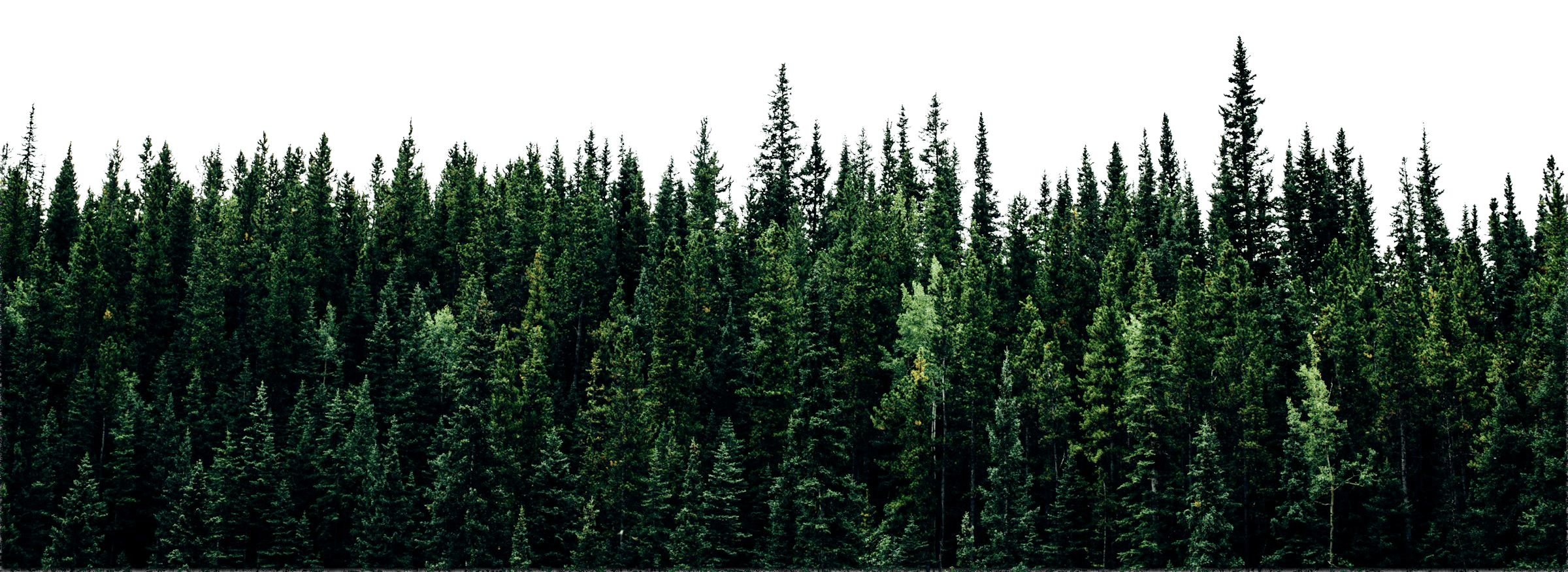 Dense forest of tall evergreen trees with various shades of green against a transparent background.
