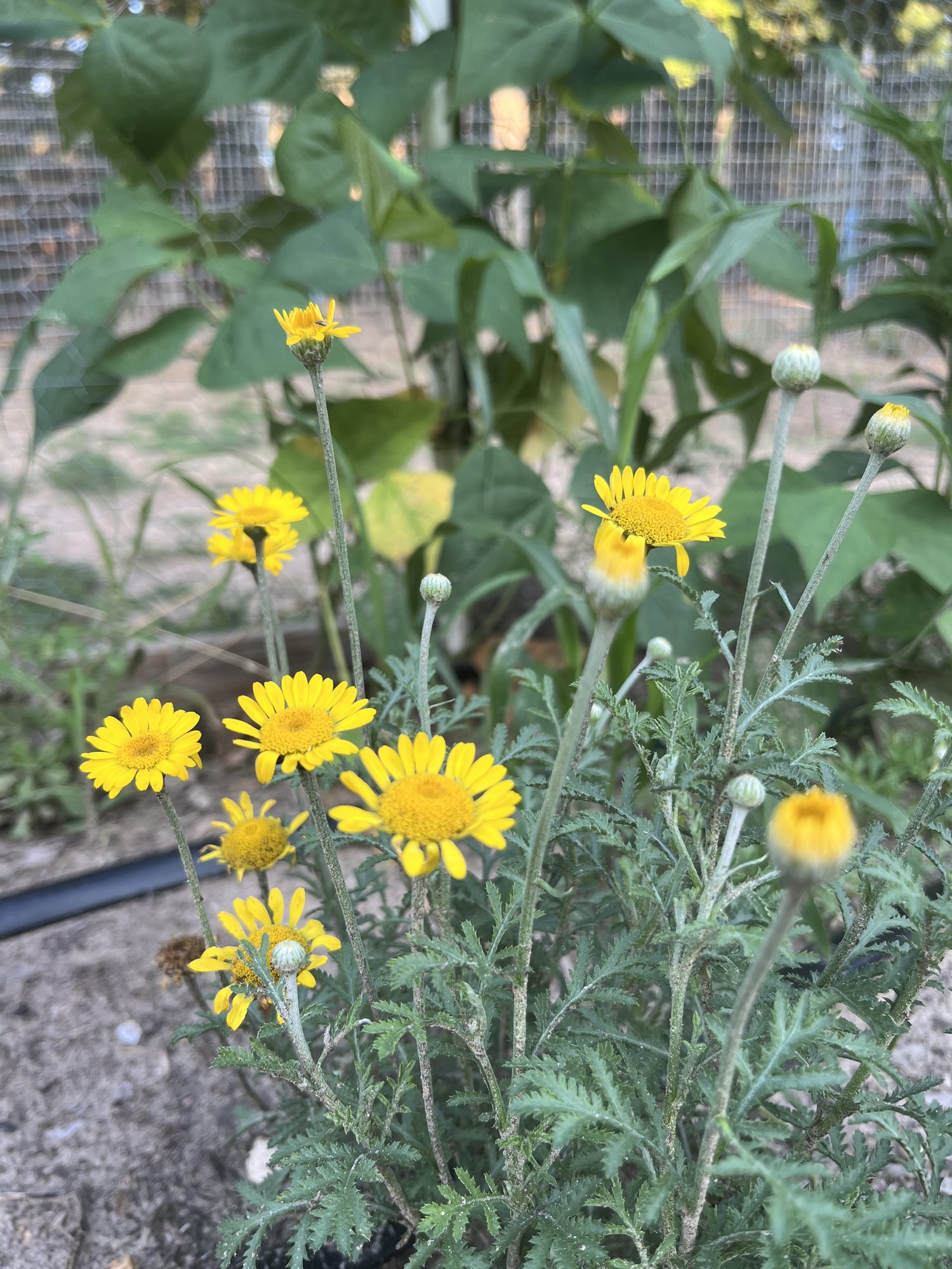 Flowers blooming beside the garden beds at Saint John's Garden