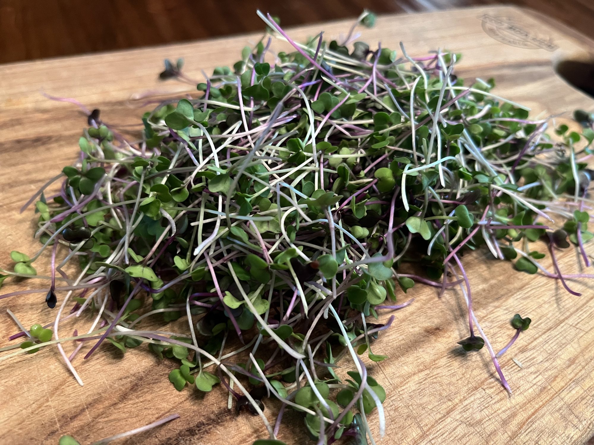 Basic Salad Mix microgreens, freshly cut and ready to pack