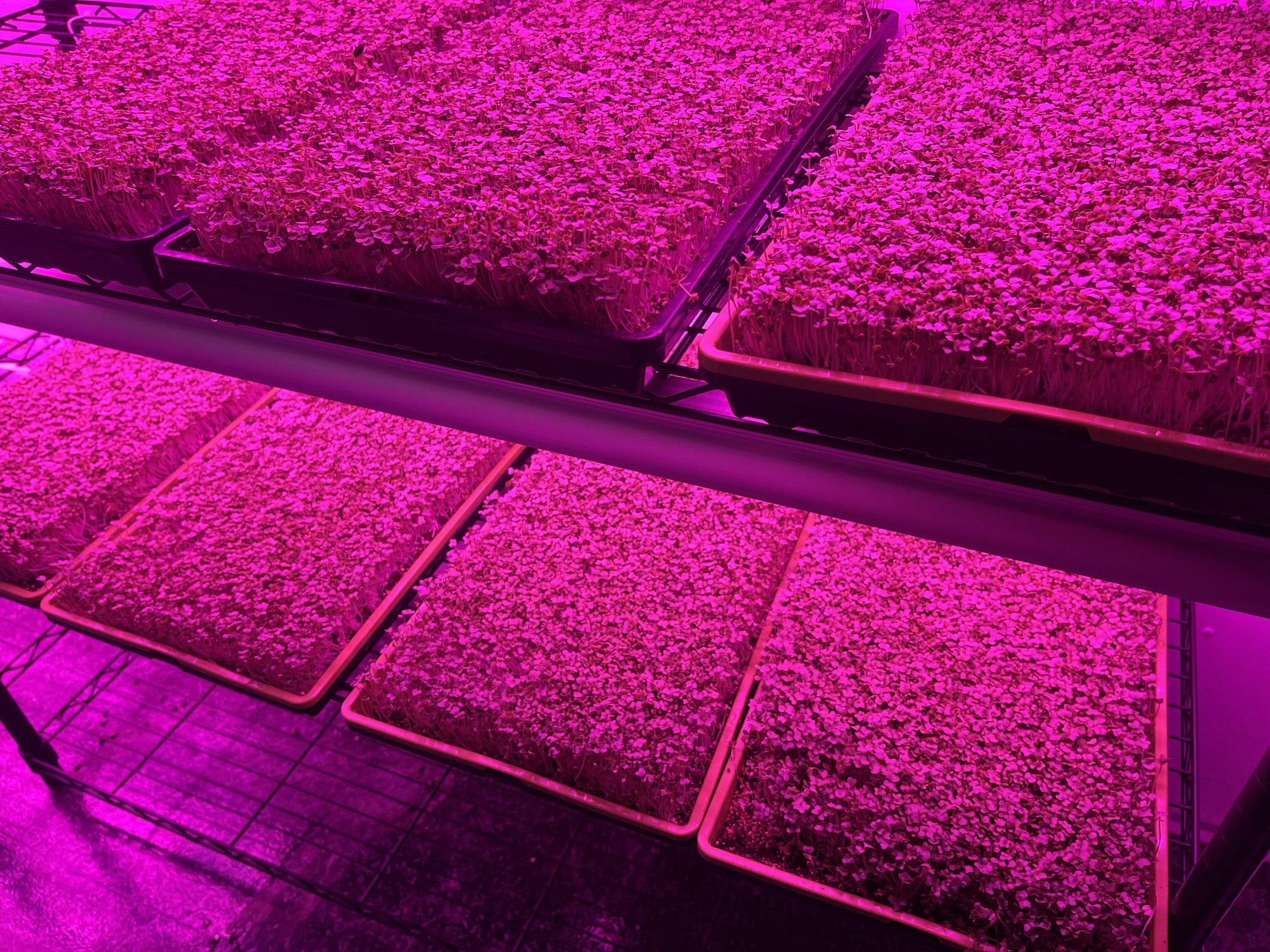 Trays of microgreens growing on shelves at Saint John's Garden