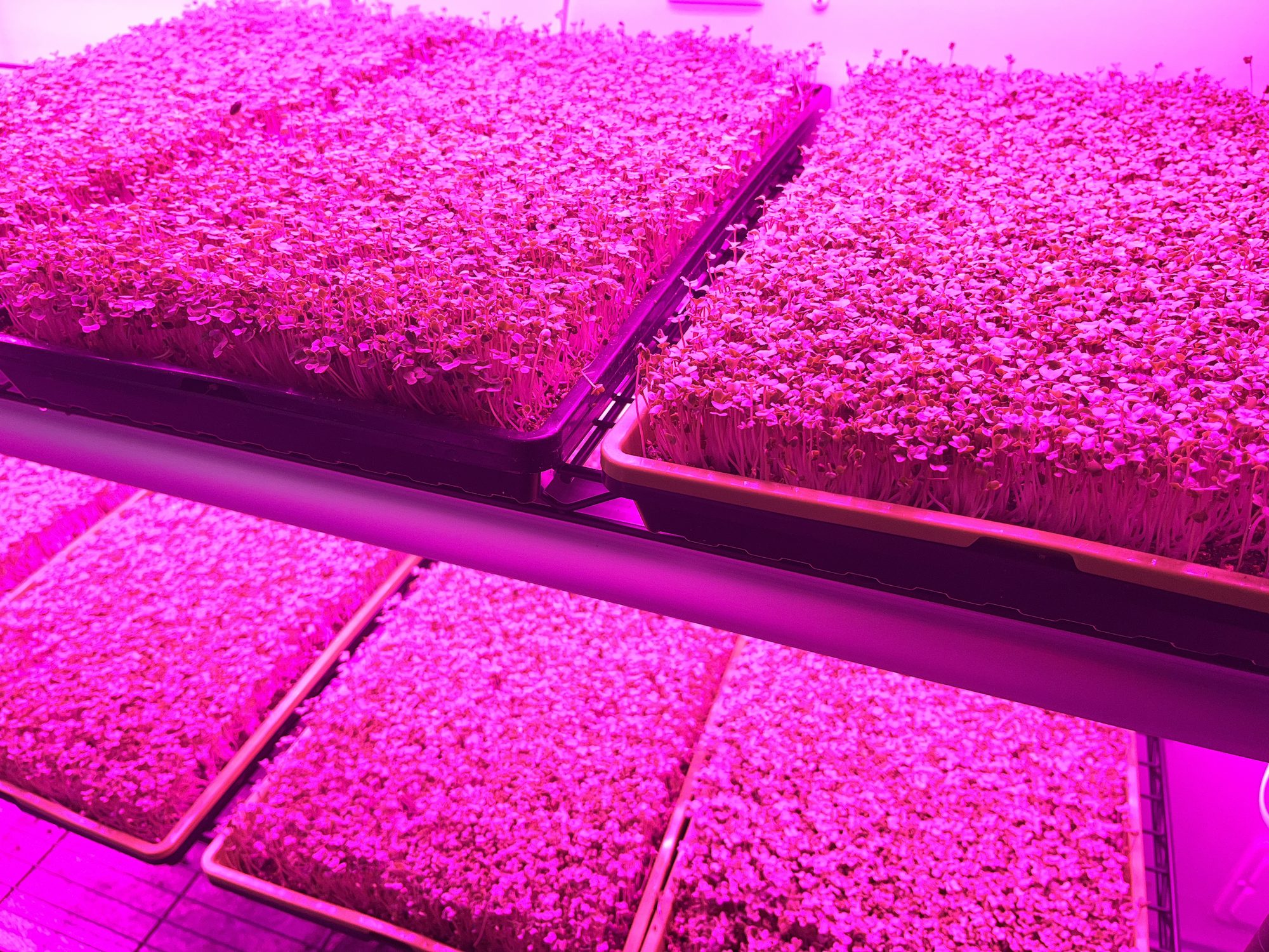 Microgreens growing indoors at Saint John's Garden in Weatherford, Texas