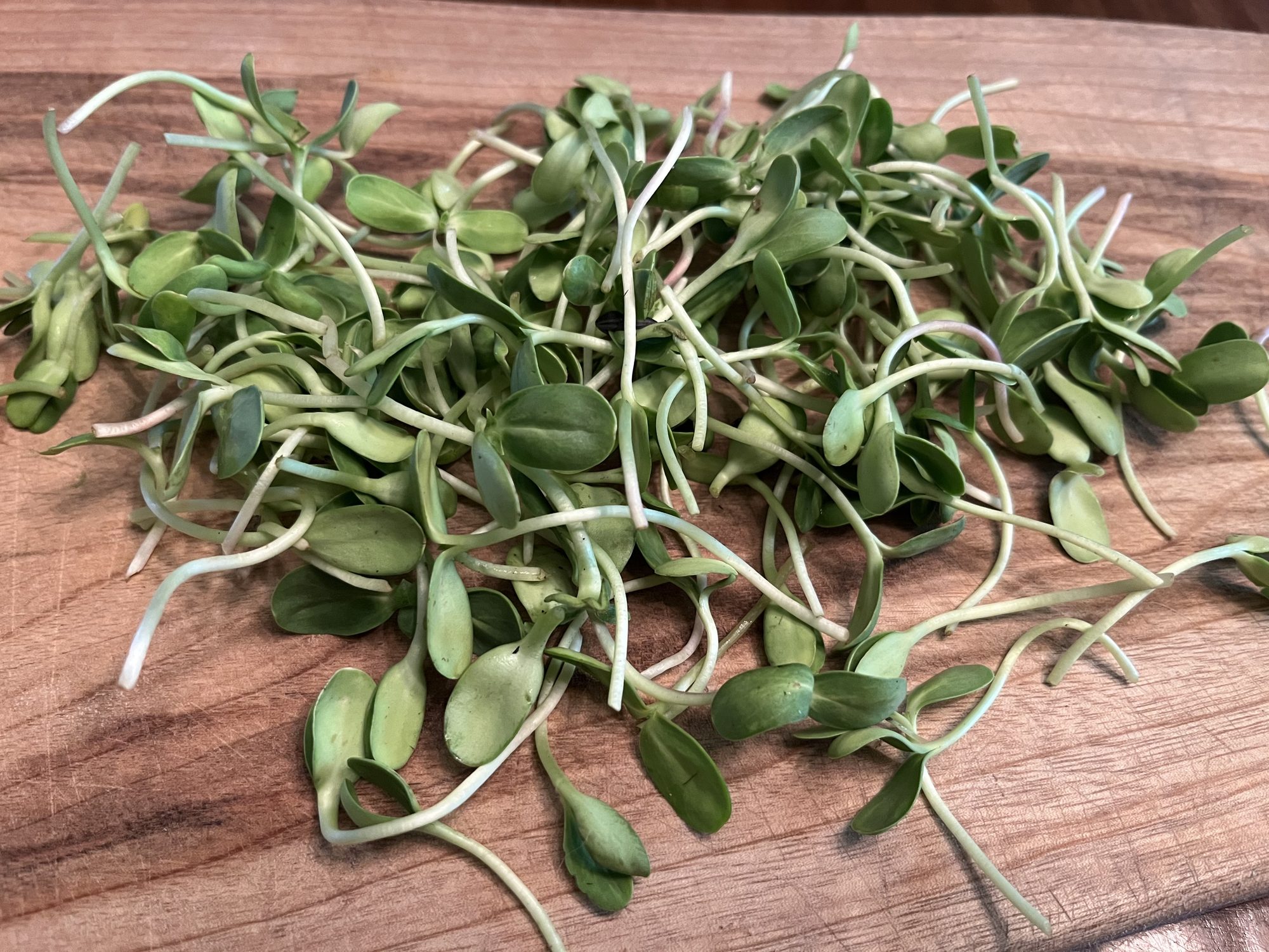 Freshly harvested sunflower microgreens