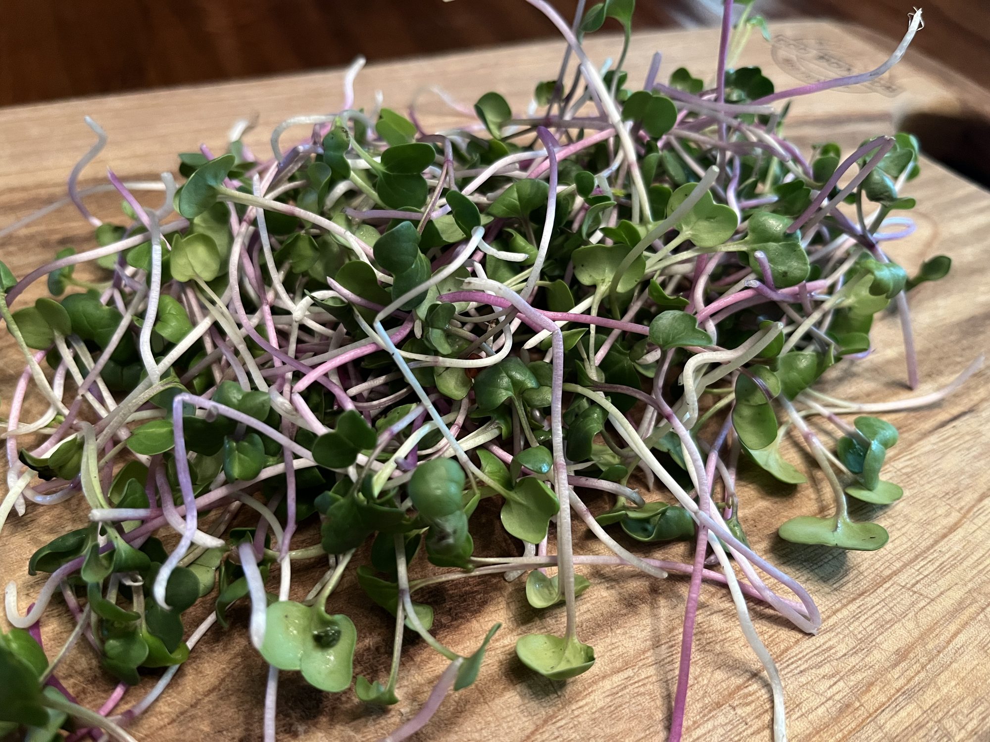 Freshly harvested radish microgreens with pink stems