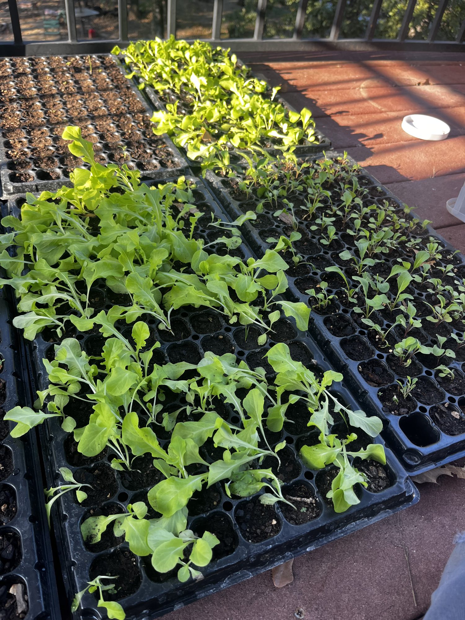 Seedling trays of young transplants ready to go out to the field