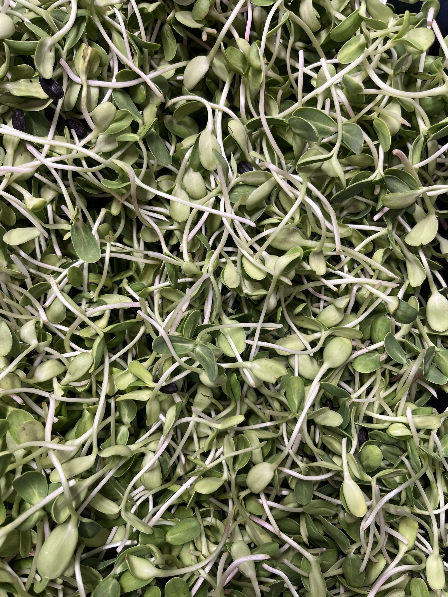 A full tray of sunflower microgreens ready to cut