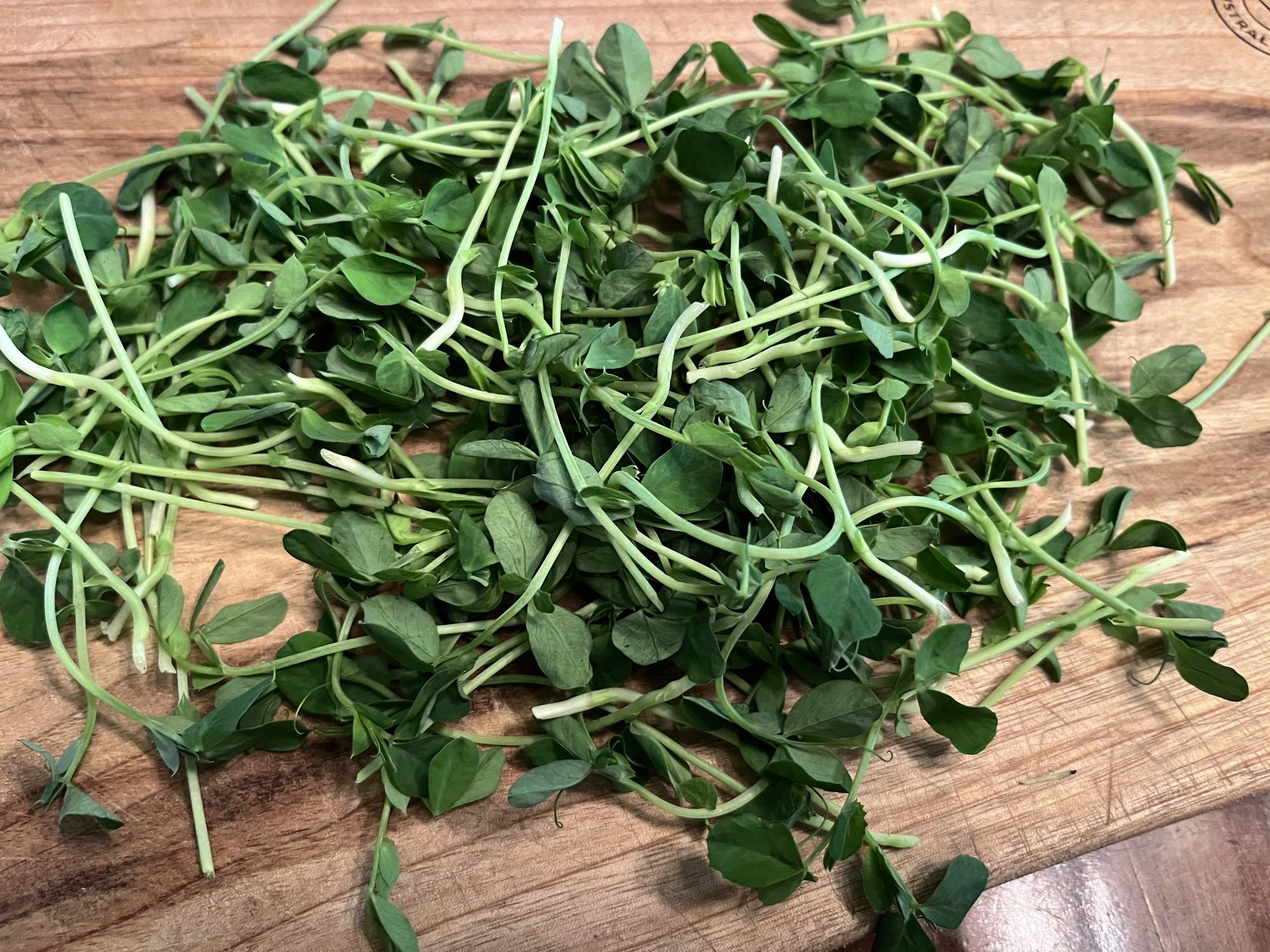 Freshly harvested pea microgreens