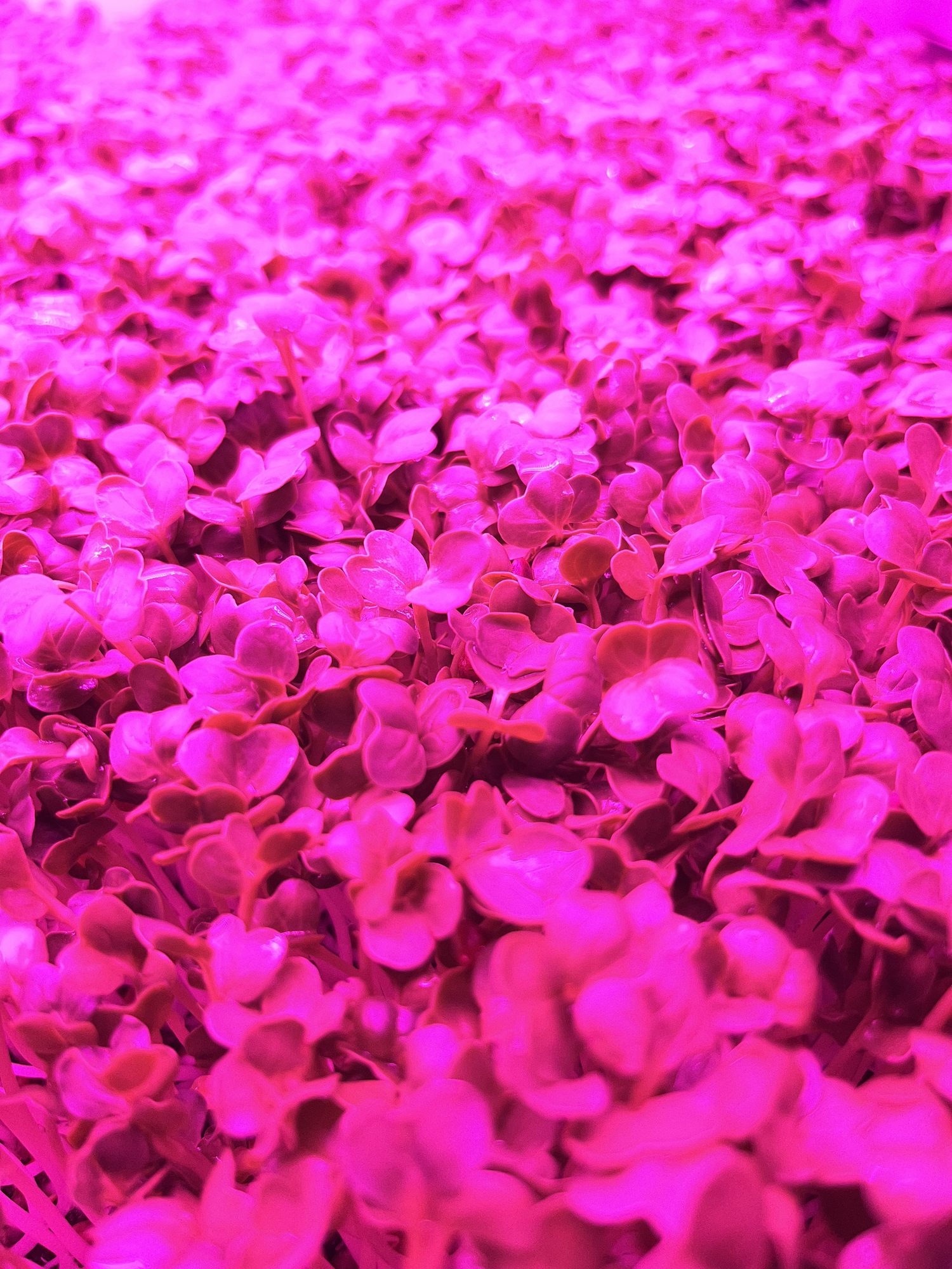 Microgreens growing under grow lights at Saint John's Garden