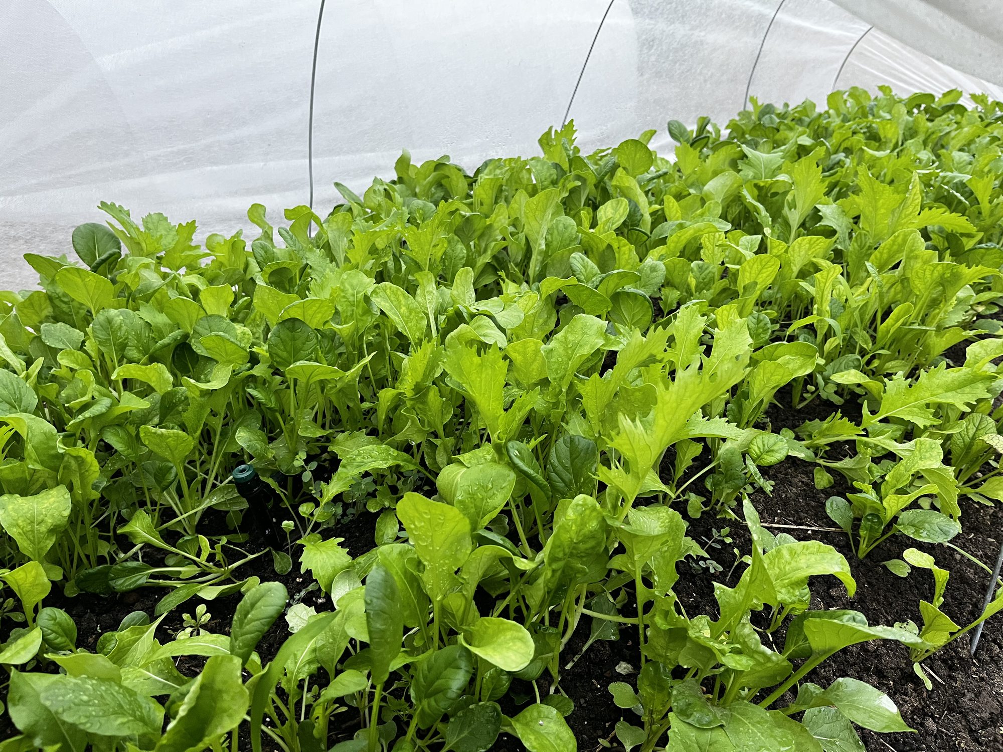 Rows of salad greens growing in a high tunnel at Saint John's Garden