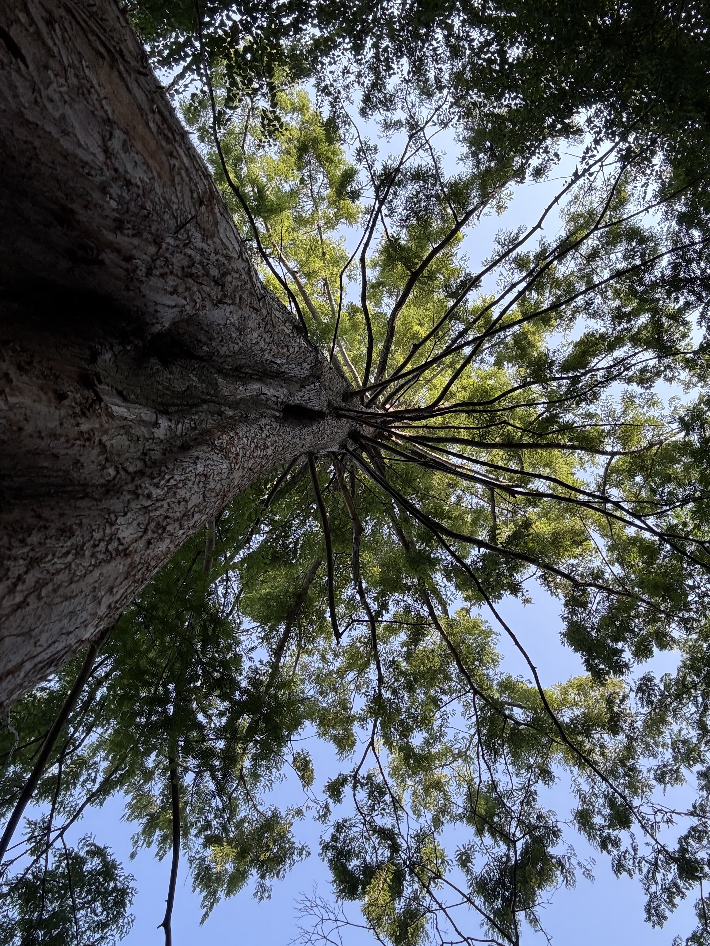 Looking up the trunk of an old tree, branches opening outward into the canopy