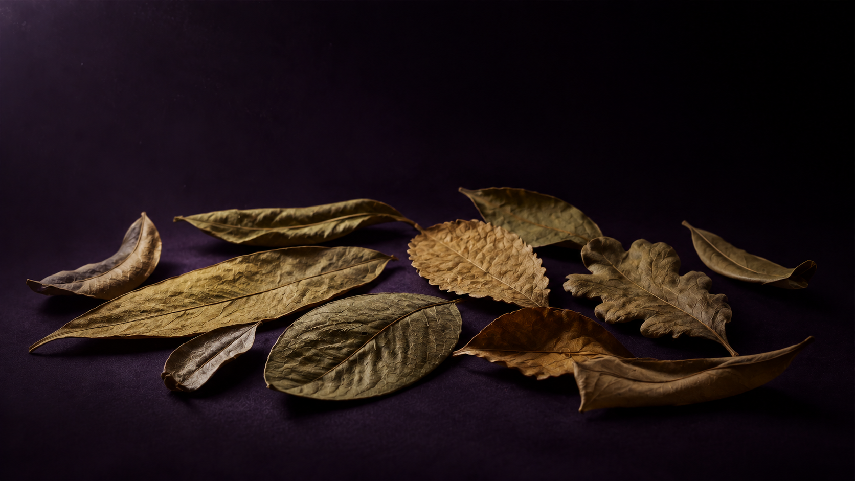 Leaf