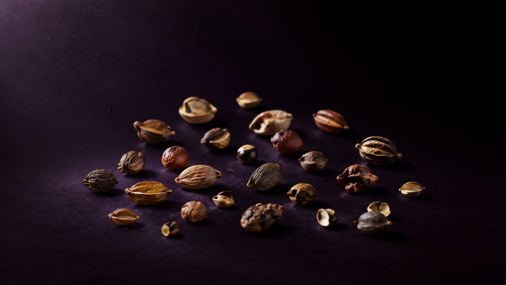 Seed
