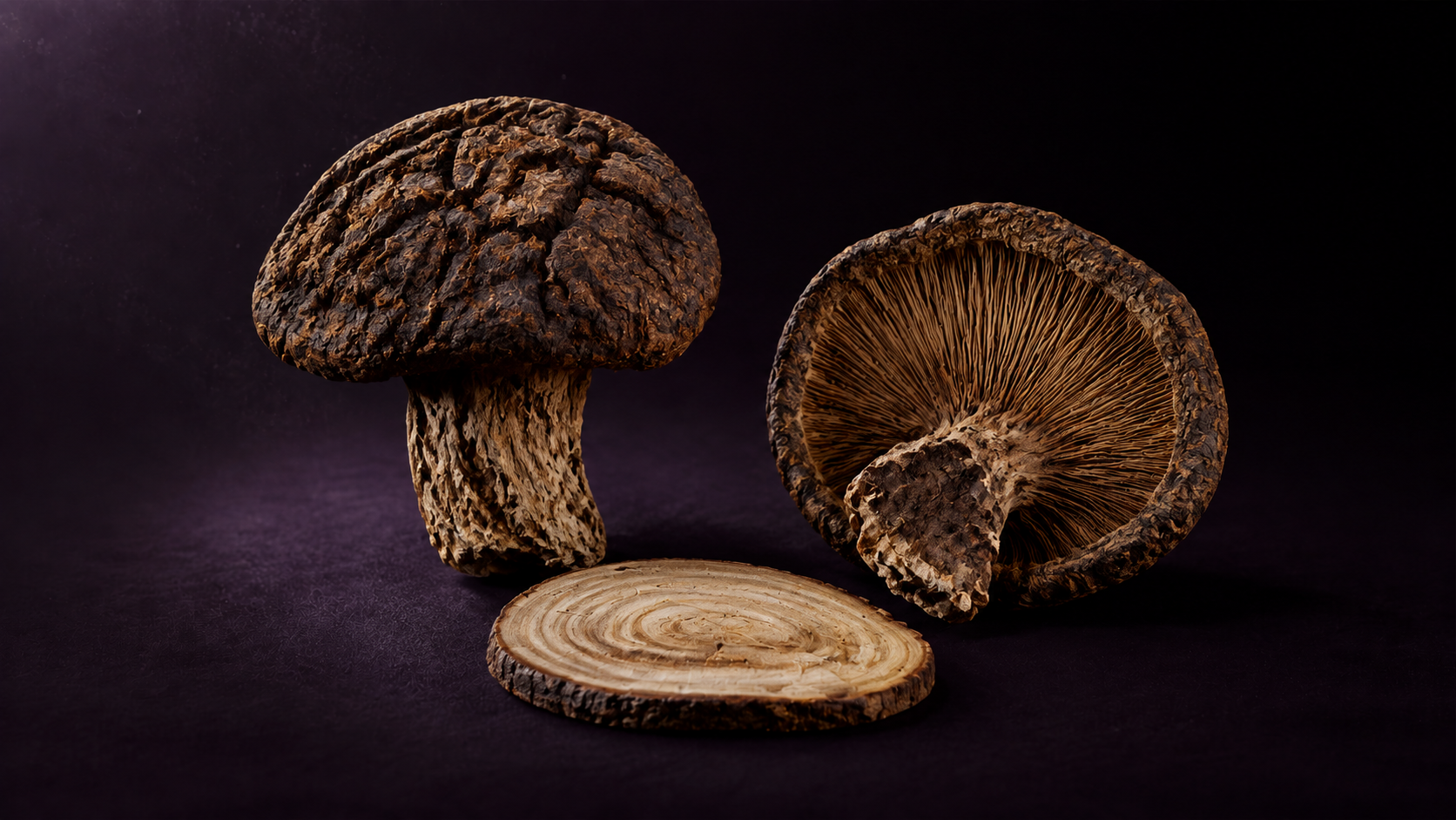 Fruiting Body