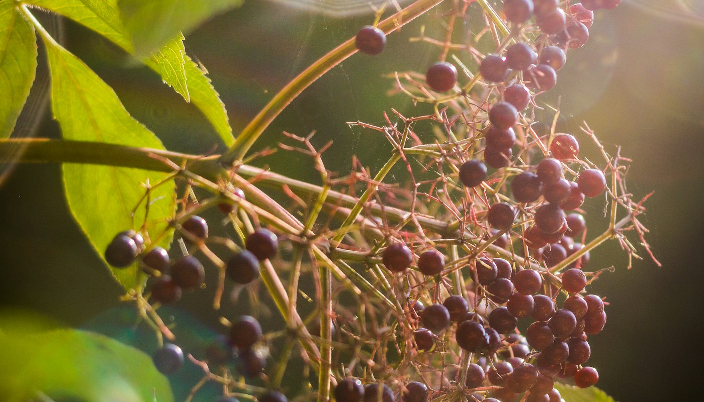 Ripe elderberries on the branch, one of the most widely used botanicals in liquid extracts
