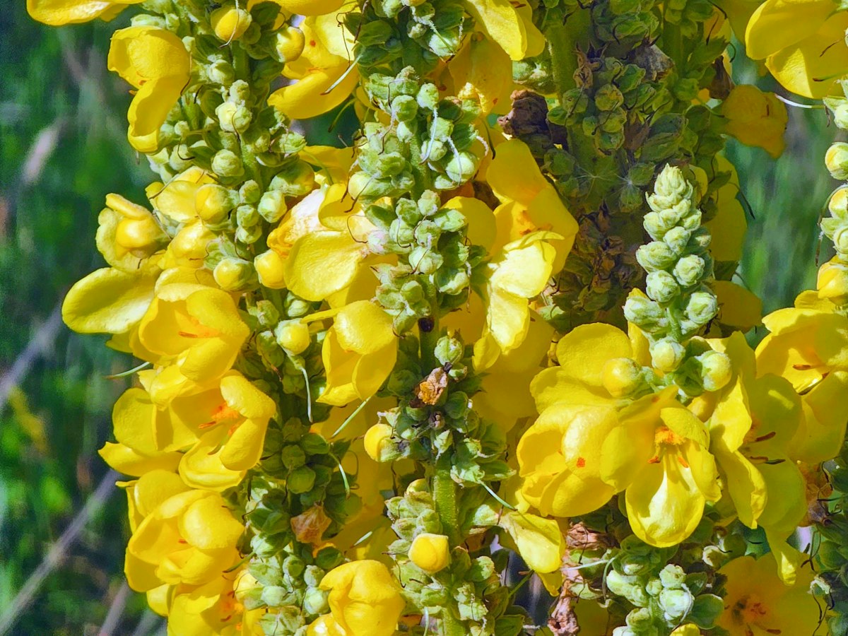 Mullein in flower
